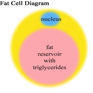 How can I be losing fat if my weight stays the same?